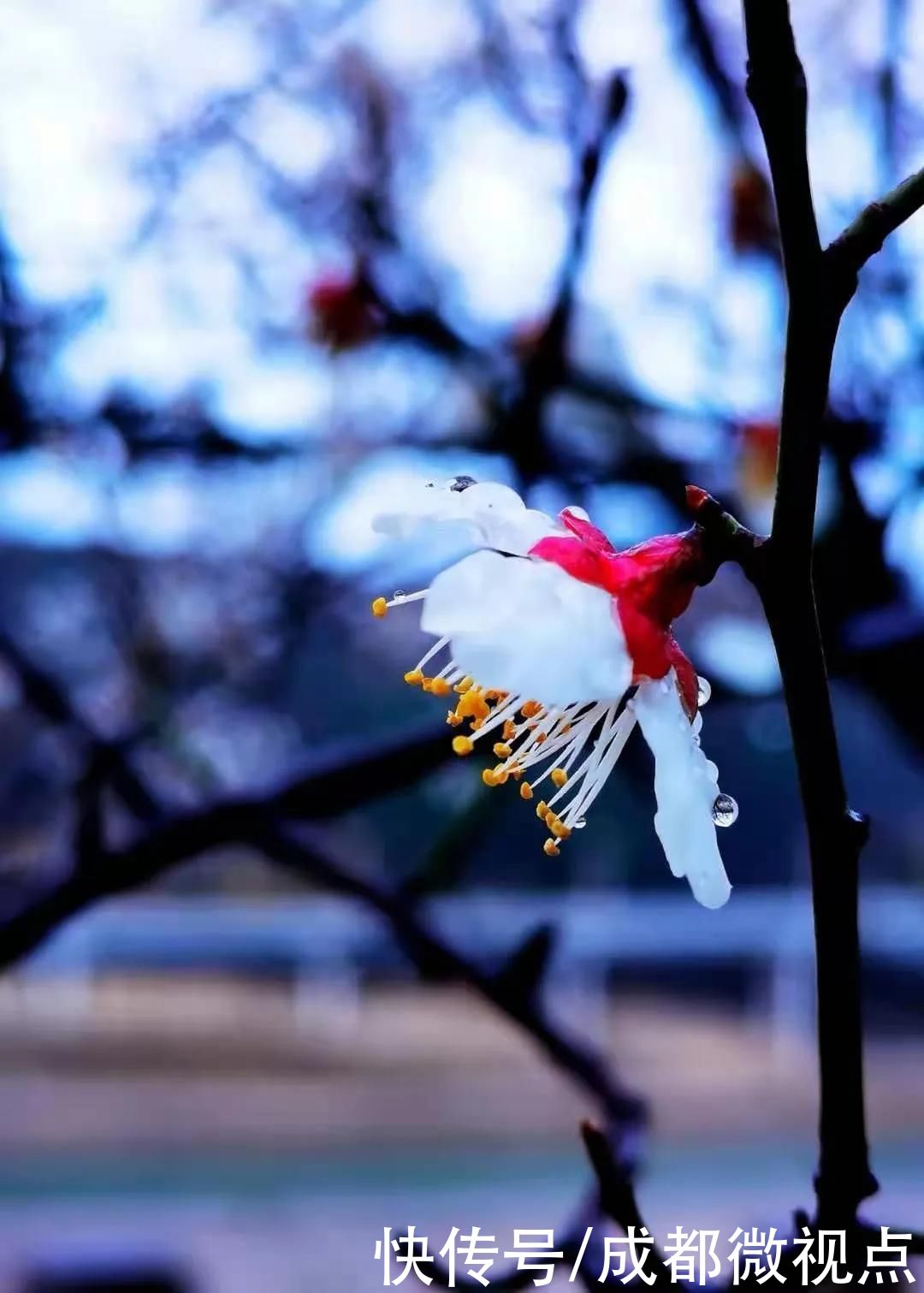 花已初开，春光无限