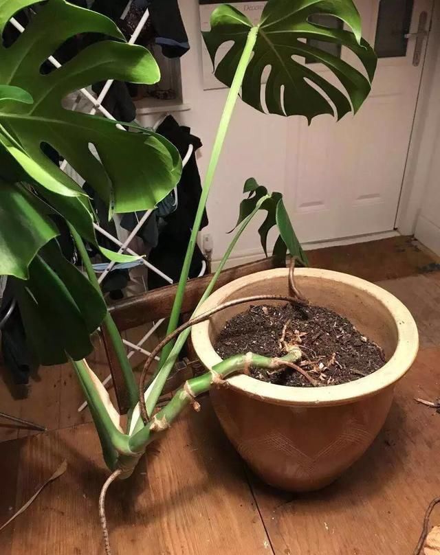 龟背竹叶片小、茎细怎么办简单1个方法,叶大油绿,窜到2米高