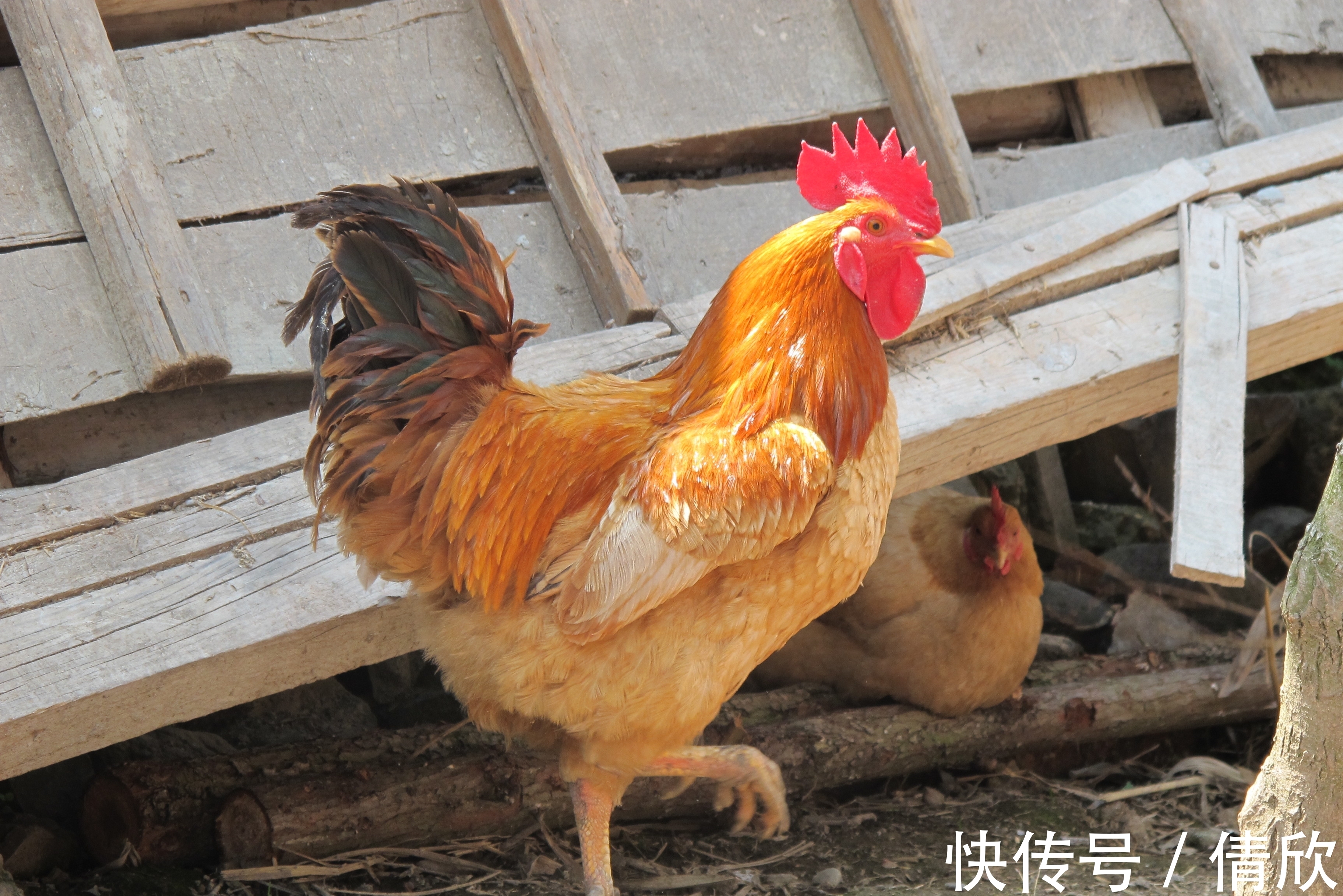 生肖鸡|十二生肖中，哪些人1月心想事成，鲤鱼翻身，闯出名堂，想啥来啥