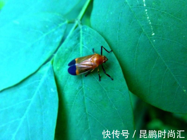 小苏打|卫生间潮湿，会有很多小飞虫，大家有什么妙招可以解决？