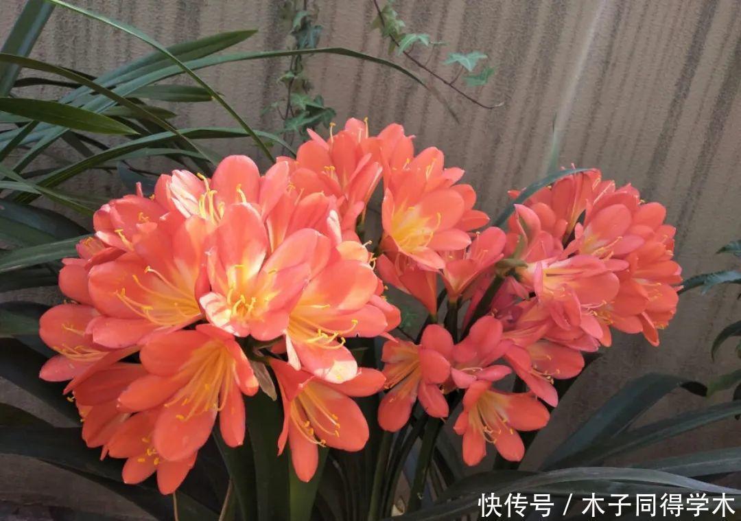 马上进入花期的花,10天一次肥,下个月就开花