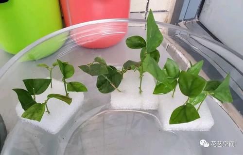 周末去花市逛一圈，捡一袋子枝条，回家扦插几百盆，秒变养花大户