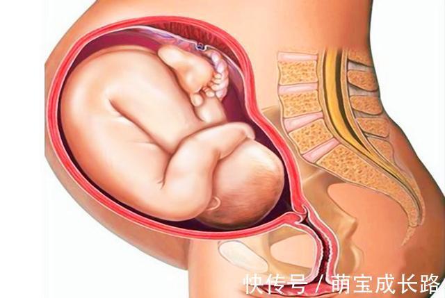 动物|为什么动物生育后代那么轻松,人类分娩时却疼得撕心裂肺?