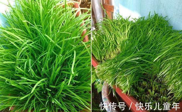栽种|5步教你盆栽韭菜,根根粗壮“像小葱”,过年割了,包饺子