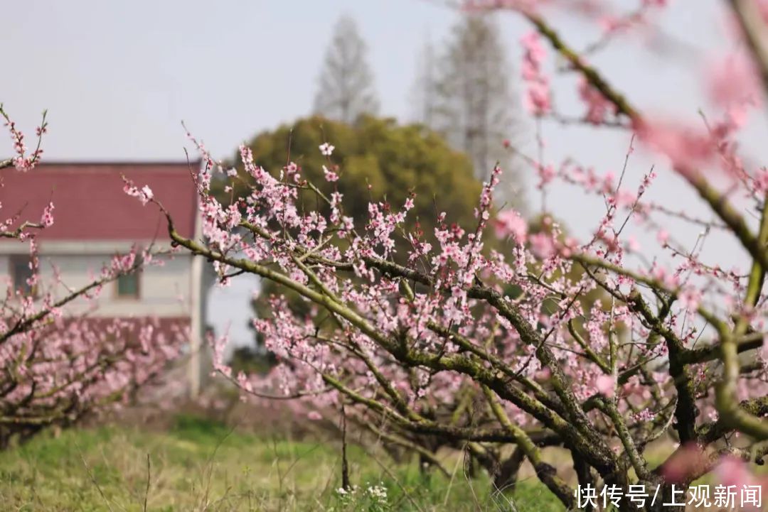 桃花？海棠花？大家一起来看看