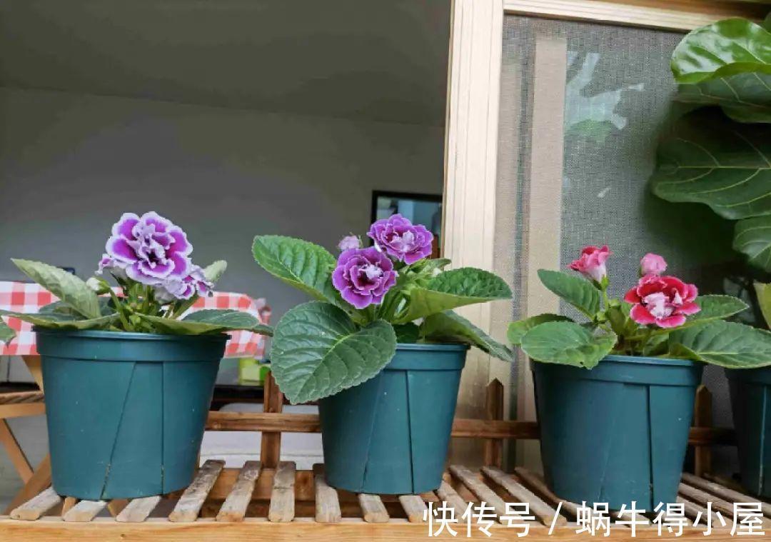 金枝玉叶|30℃以上，10种花就先别养了，买一盆死一盆，别怪我没提醒你