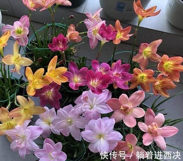 植株|这种花超好养,不怕日晒雨淋,家里养几盆,繁花满枝,清新又养眼