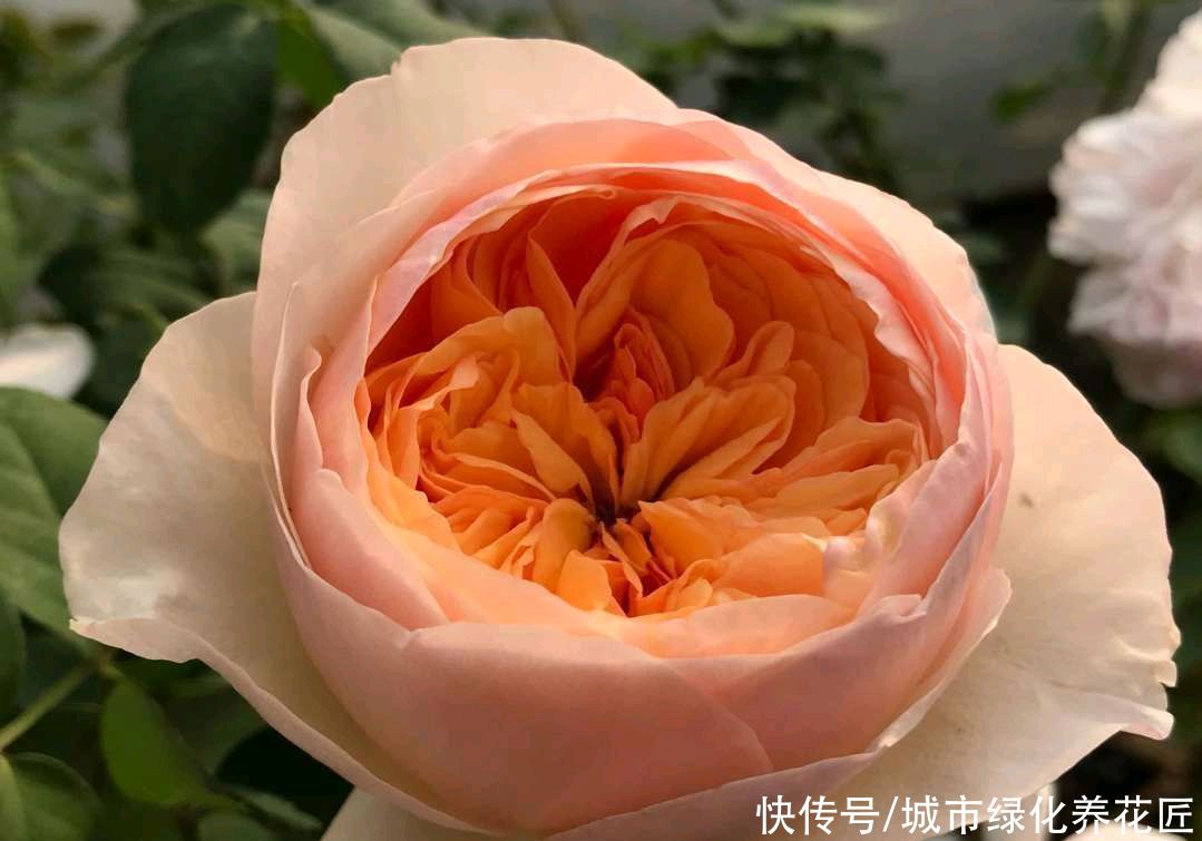 月季怎么养能长出粗笋？无它，唯营养耳