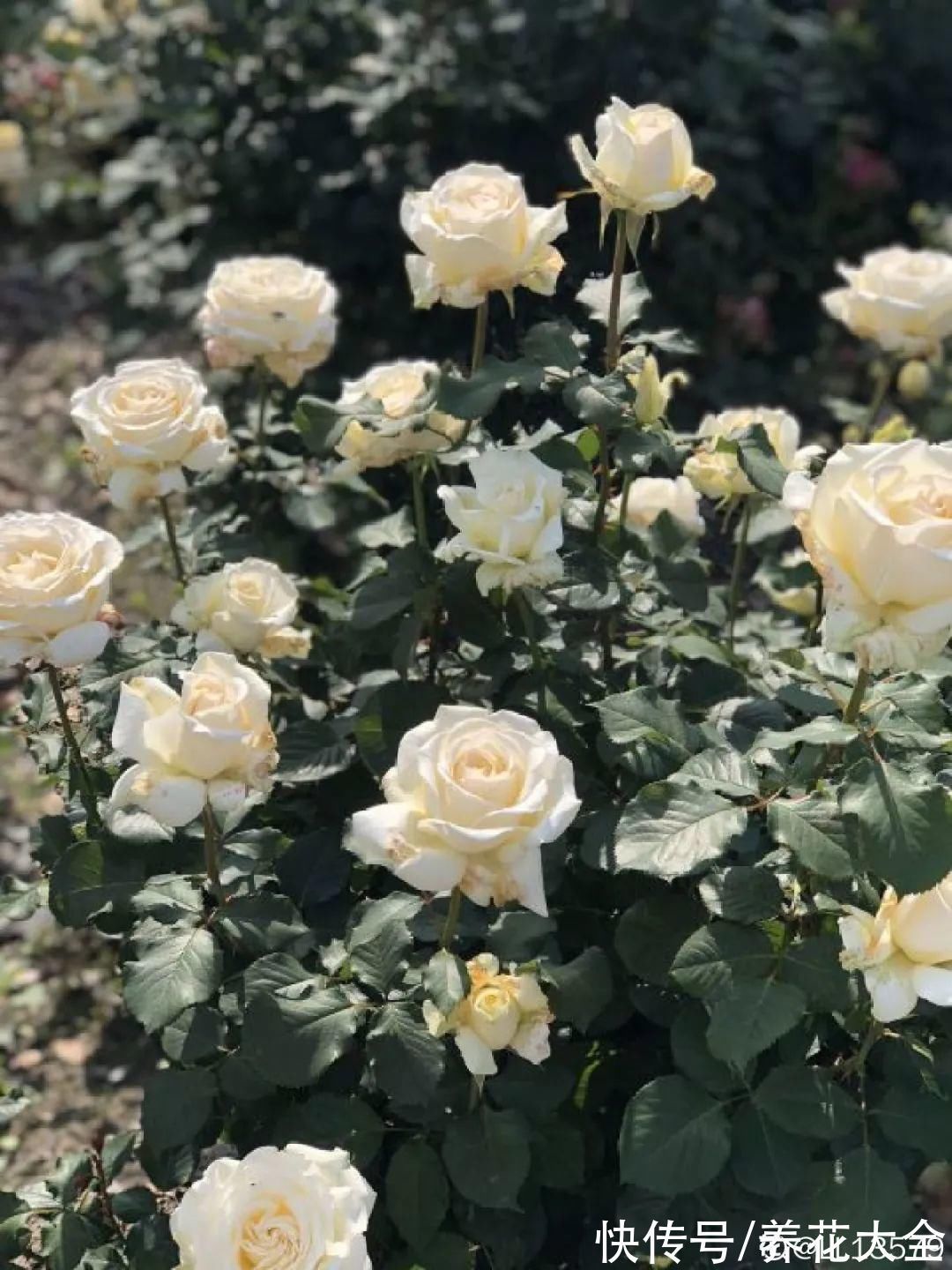 枝叶|7种花冬天会假死,叶子掉光不要扔,明年还能大爆花