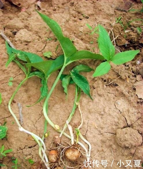 前景|这5种中药材功效多、市场需求大、种植前景好! 想致富不妨试试!