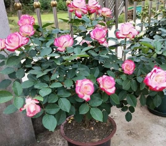 在此说说，多年养花使用过的“浇水”方法