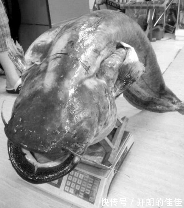 江西男子钓起“巨型鲶鱼”，网友调侃“鱼头比你的头还大”