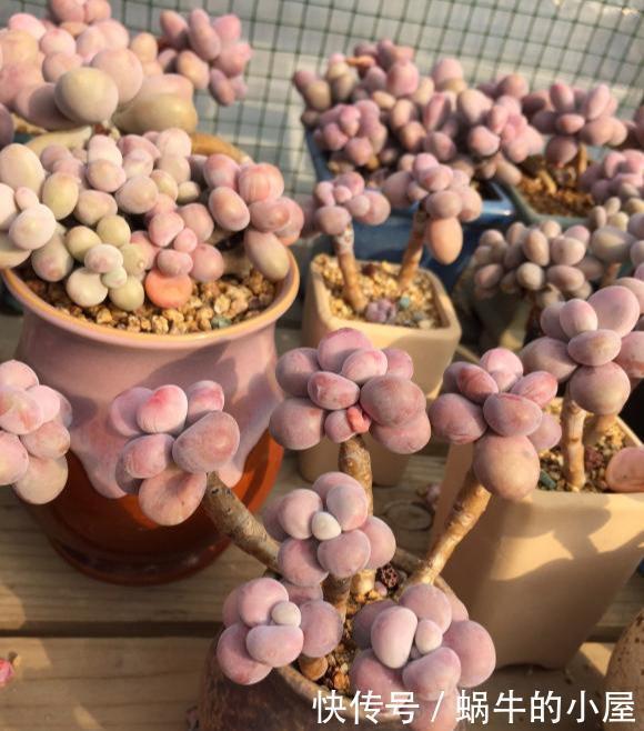 多肉|多肉“贵货”沦为大普货?注意2点,一样养成美美哒“桃蛋仙子”