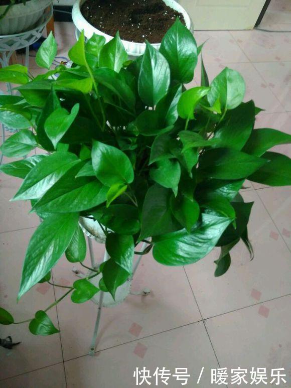 大姨|大姨养绿萝，老喜欢往村里跑，捡了2袋料，绿萝美成绿姑娘