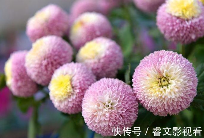 喜欢菊花,不如养盆优良名菊“乒乓菊”,花似乒乓,色彩鲜艳!