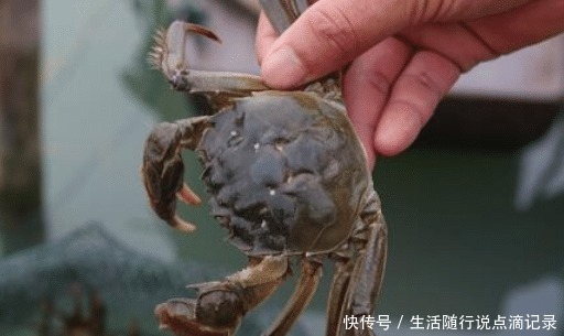 方法|保存螃蟹,不要直接放冰箱!老渔民教你简单方法,放7天还是活的