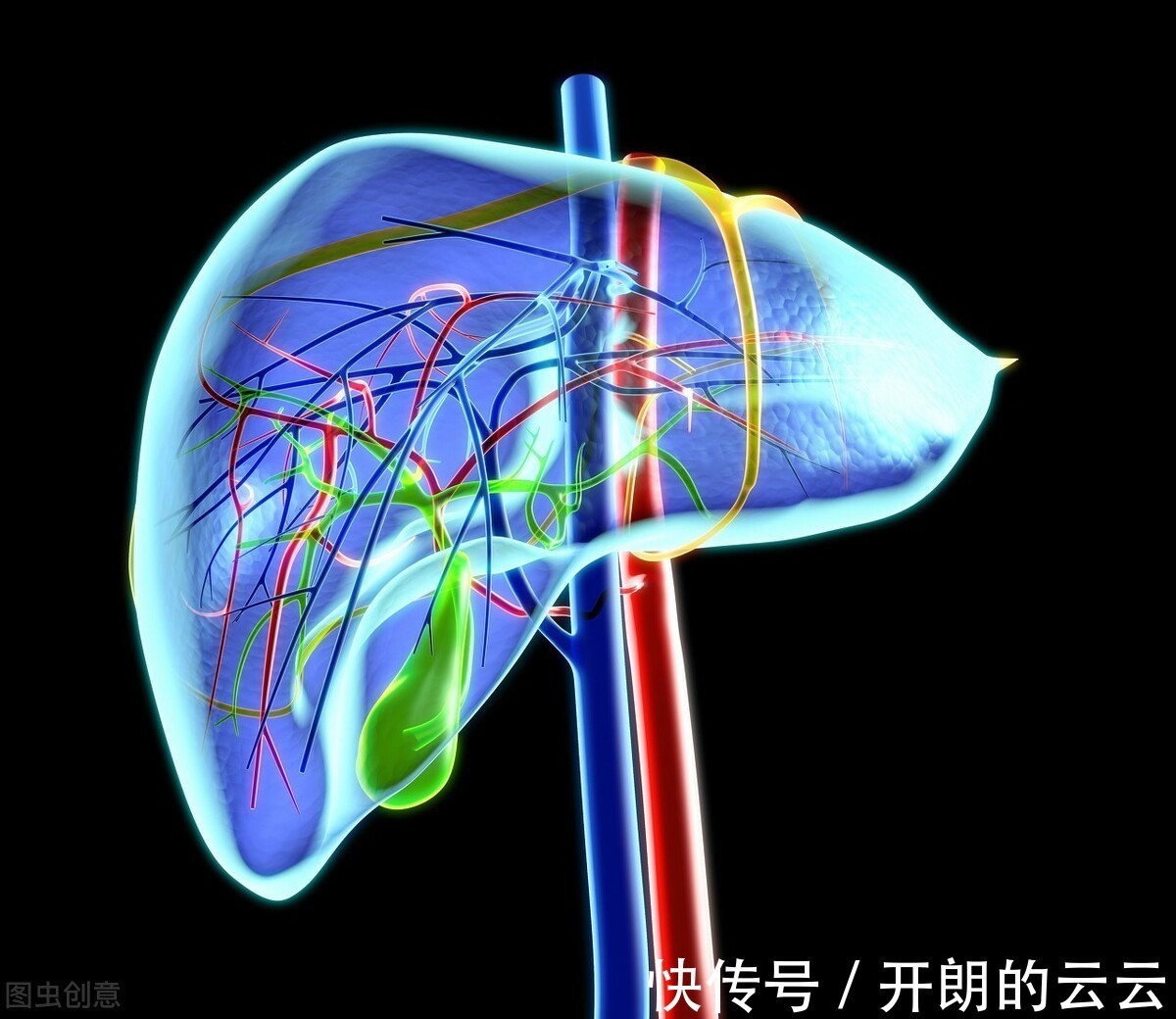 中药|五味子——一味可补肝、心、脾、肺、肾的明星中药，你了解吗