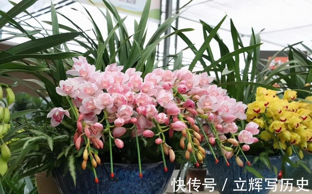 16种花被誉为冬日里的“开花机器”,喜欢就可以养起来,又美又香