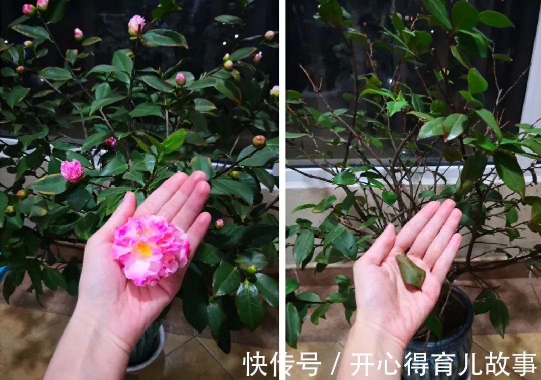 10种花,一降温就黄叶,赶紧换个地方养