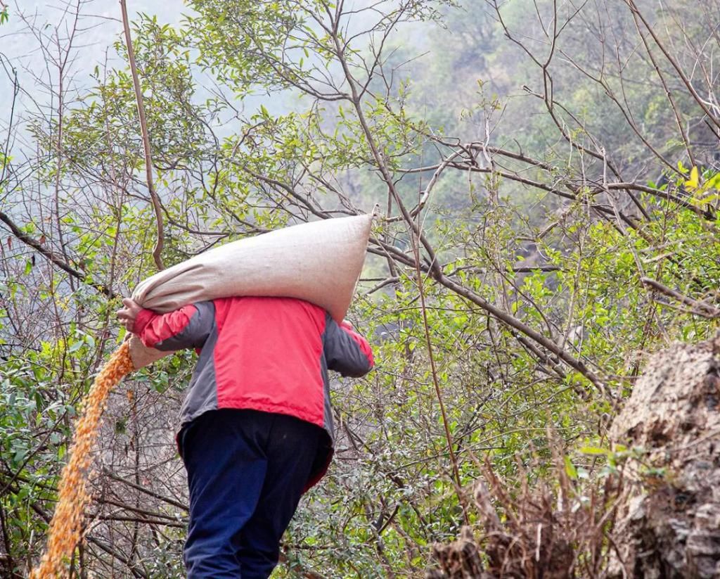 中年|巫山为小三峡猕猴送过年货