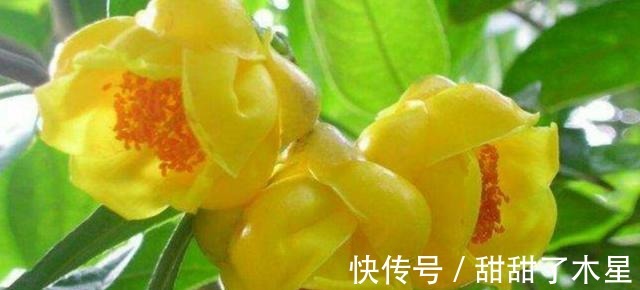 这款金黄茶花,香气扑鼻,可以泡茶,营养丰富,观赏食用两不误!