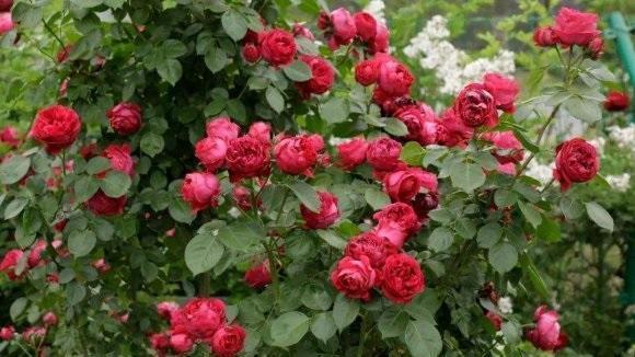 蔷薇是蔷薇,月季是月季,两种花不一样,别把蔷薇种到盆里