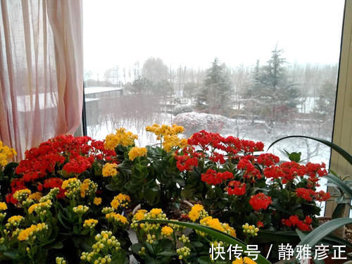 封闭阳台能养哪些花 这几款很不错 好养易打理 冬春季也有花看 粉紫色 封闭阳台能养哪些花 这几款很不错 好养易打理 冬春季也有花看 粉紫色