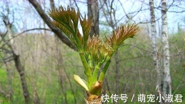 野菜|日本人眼中的高端菜，中国很多却少有人碰，营养很丰富