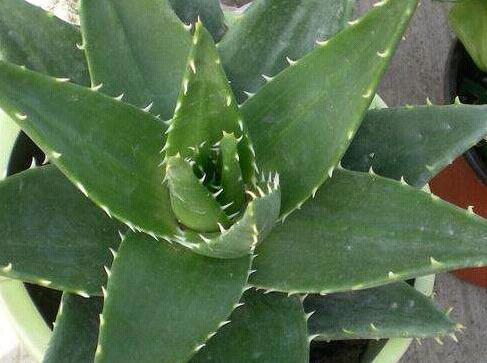 不夜城芦荟好养，易繁殖，为什么轮到自己养却徒长又干瘪