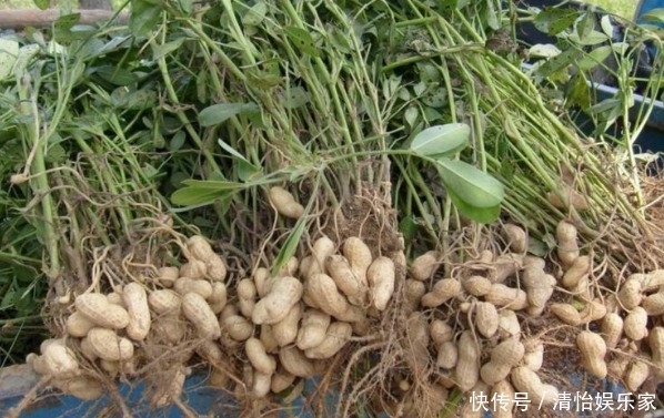 花生滋血通乳、润肺止咳，掌握四个小技巧，种出优质高产花生