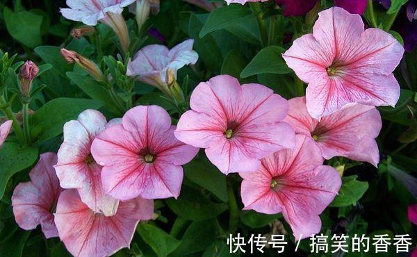 百合|5种花适合养在客厅，花朵大颜色艳，一年四季开花不断