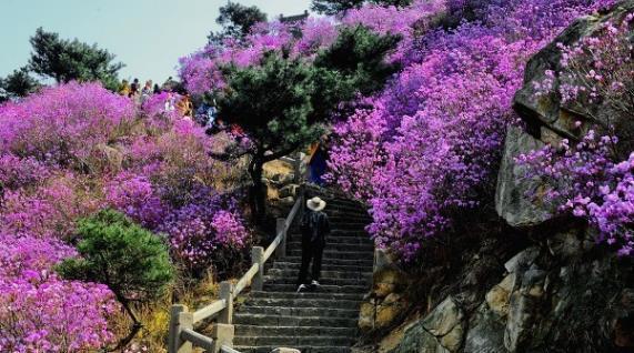 兰花|6种北方不适合养的花卉，技术不到位容易死，非高手就不要考虑了