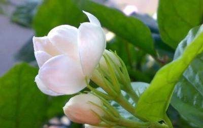 爷爷说,茉莉花年年开花的招数,原来这么简单