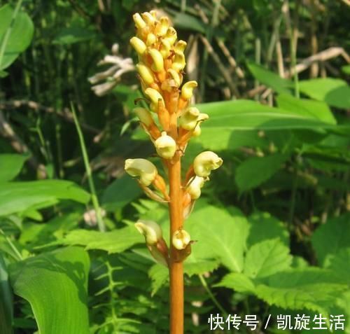 世界上最丑的兰花,外形丑陋无比,却拥有玫瑰般的香气