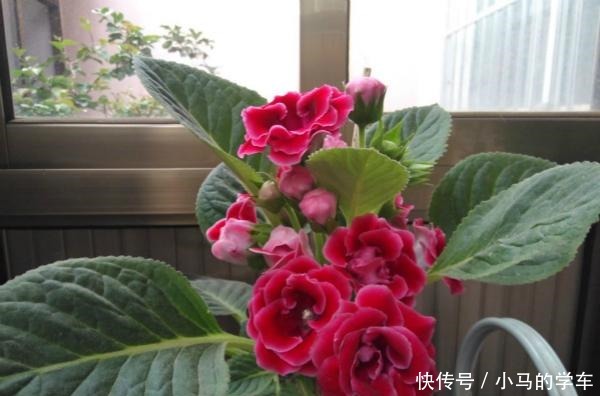 谁说室内养不好花这12种一养就开花,还特漂亮,喜欢养花别错过!