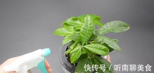 家里有养花的抓紧看看，学会这招，不烂根不生虫，花草越长越茂盛