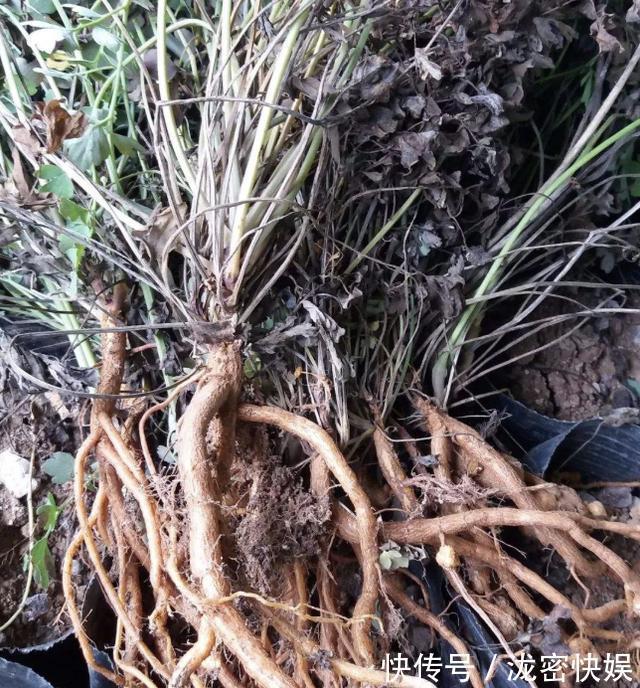山上的“野草”,晒干后1斤价值“80元”,却少有人摘,植株珍贵