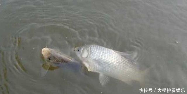 动物蛋白|这东西常人难以接受，却是很不错的钓鱼饵料，钓鲫鱼鲤鱼效果绝佳