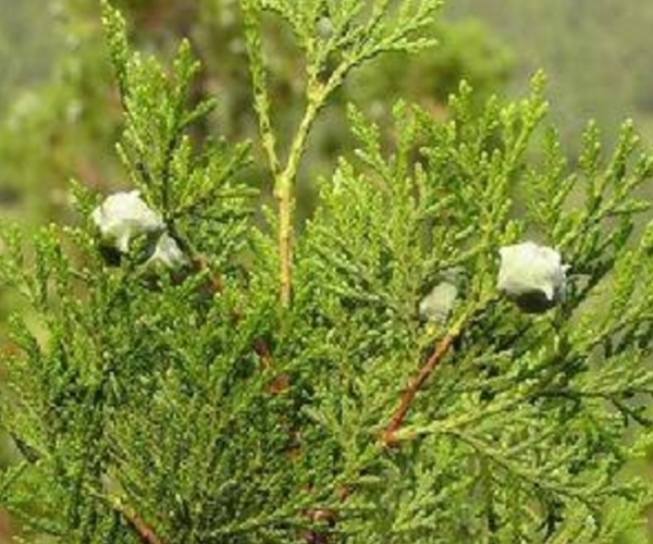 脱发|有了白头发不要急!一片树叶煮水洗头,白发秃发都可以得到改善