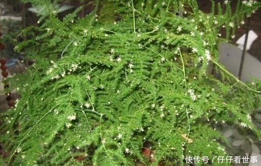 张大爷养“文竹”, 只浇“2种水”, 长出“满天星”, 效果超好!