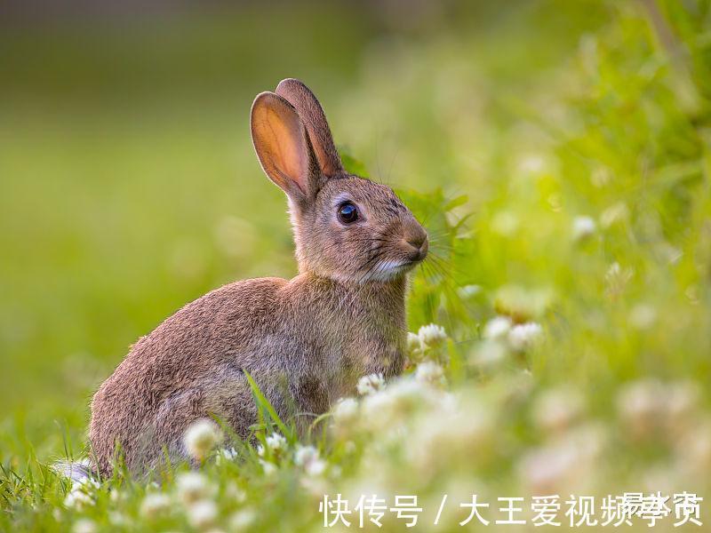 人生旅程|生肖兔8月好运涌进门，倘若真的抓紧这个机遇，生活无比幸福