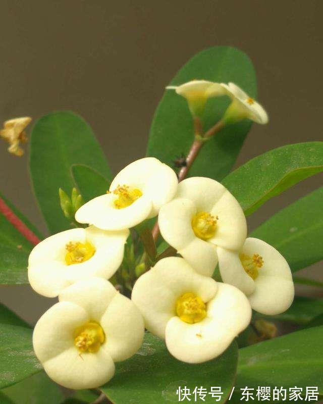 太阳|夏天养护5种花,大太阳下也别躲,越晒越爆盆