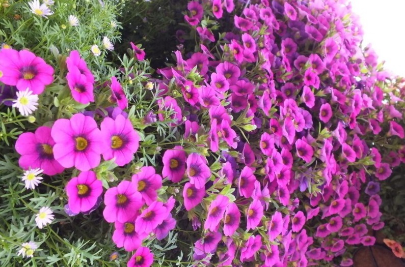 养花|阳台养花，夏季多栽些矮种牵牛花，家里轻松变成花海、花瀑布