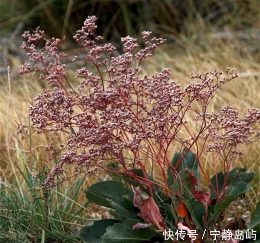 却是|这种砂土地上生长的植物,花朵是配花材料,全草却是止血的好药材