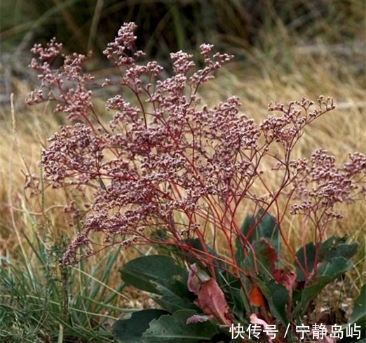  却是|这种砂土地上生长的植物，花朵是配花材料，全草却是止血的好药材