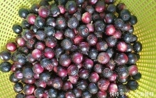 花青甙|农村这野果,被称“天然钙库”,长在矮丛中不好找,8月别错过了