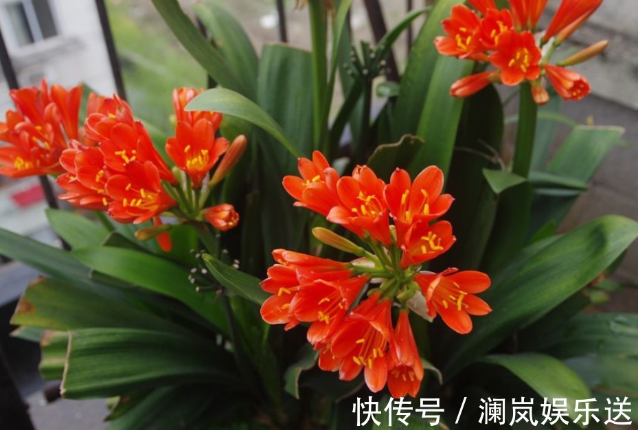 烂根|君子兰僵苗、黄叶怎么办1个方法一次性解决,到了花期准时开花