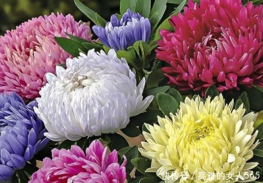 新手|新手养花就养这3种，既便宜又好养，施点肥浇点水轻松爆满盆