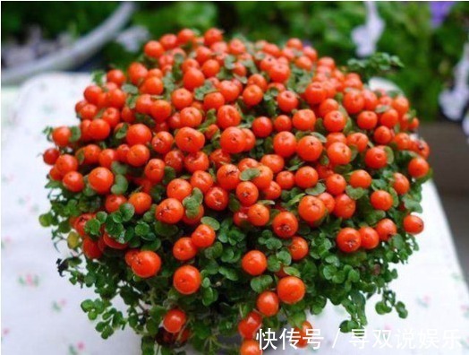 老妈去集市上逛的时候，买回来的盆栽，没想到结出来一个个红宝石