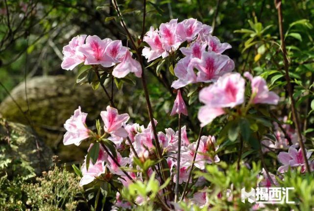 龙山杜鹃怒放，赏花正当时，点缀揭西的绿水青山